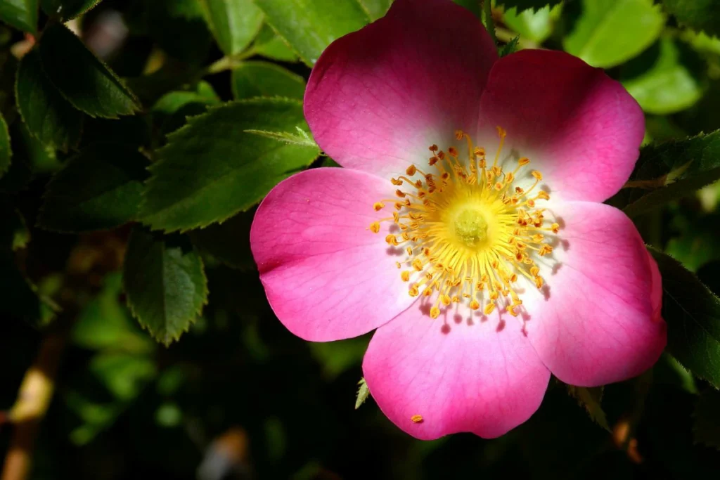Planta Rosa Mosqueta