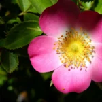 Planta Rosa Mosqueta