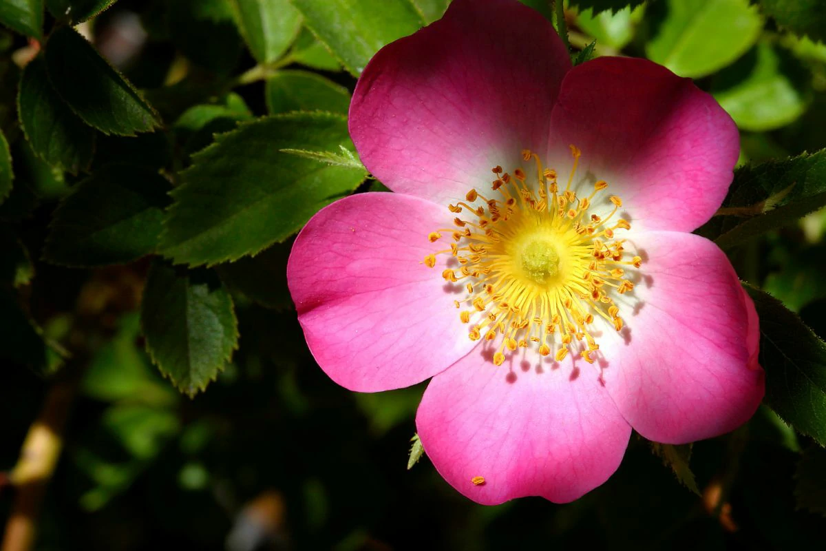 Planta Rosa Mosqueta